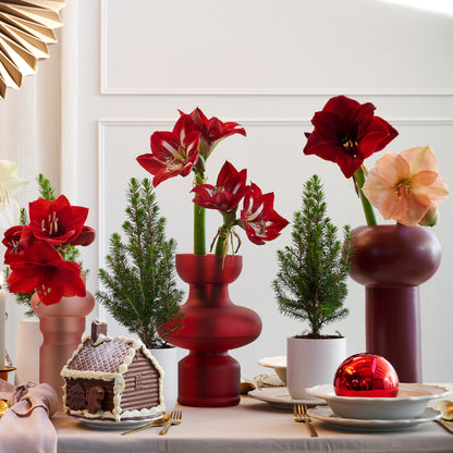 Deluxe Amaryllis Red (1 bulb, pot & compost) - Gift Box