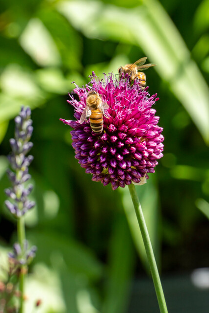 Allium sphaerocephalon Bulbs | Precious Plants