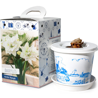 Hippeastrum/Amaryllis Arctic Nymph Gift Box