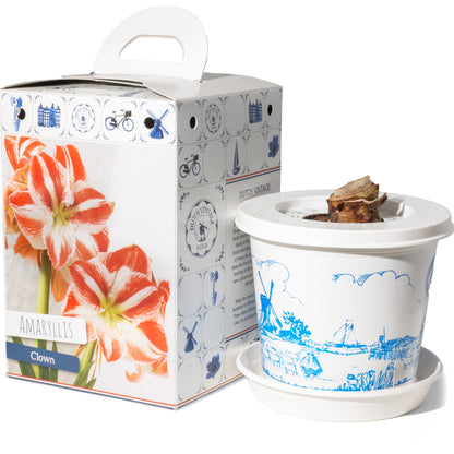 Hippeastrum/Amaryllis Clown Gift Box
