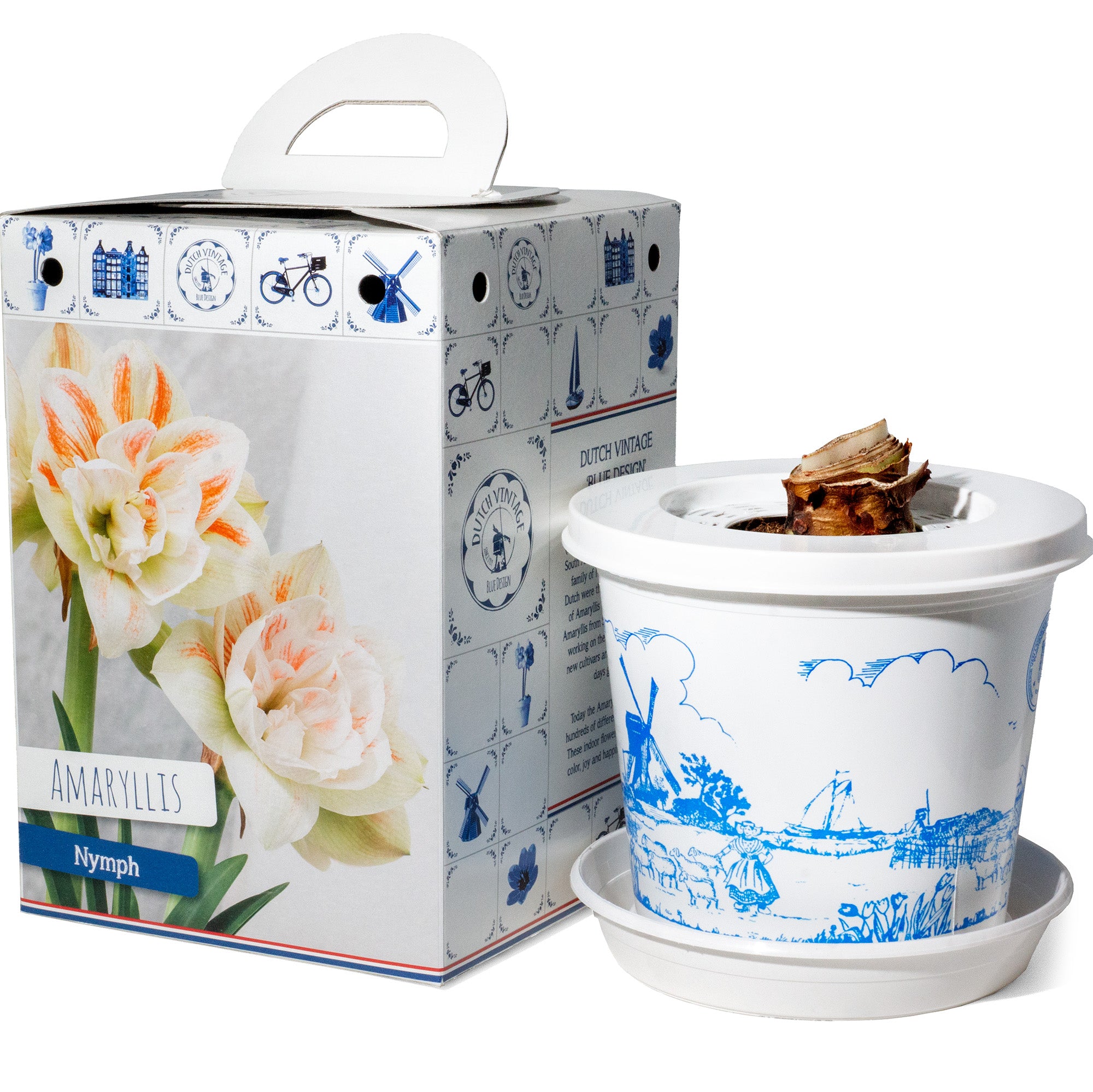 Hippeastrum/Amaryllis Nymph Gift Box