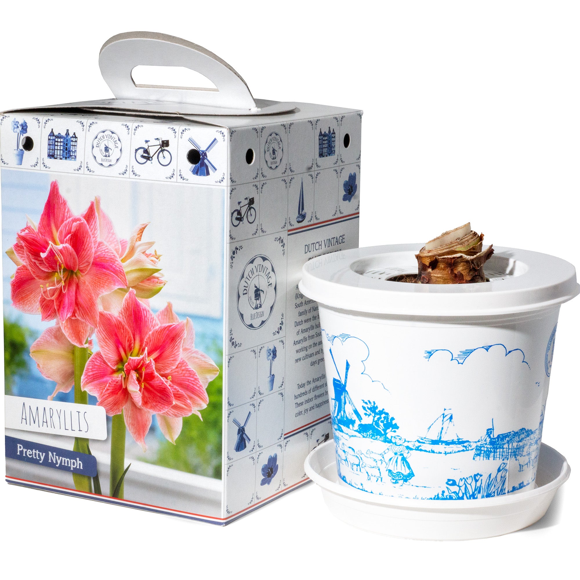 Hippeastrum/Amaryllis Pretty Nymph Gift Box