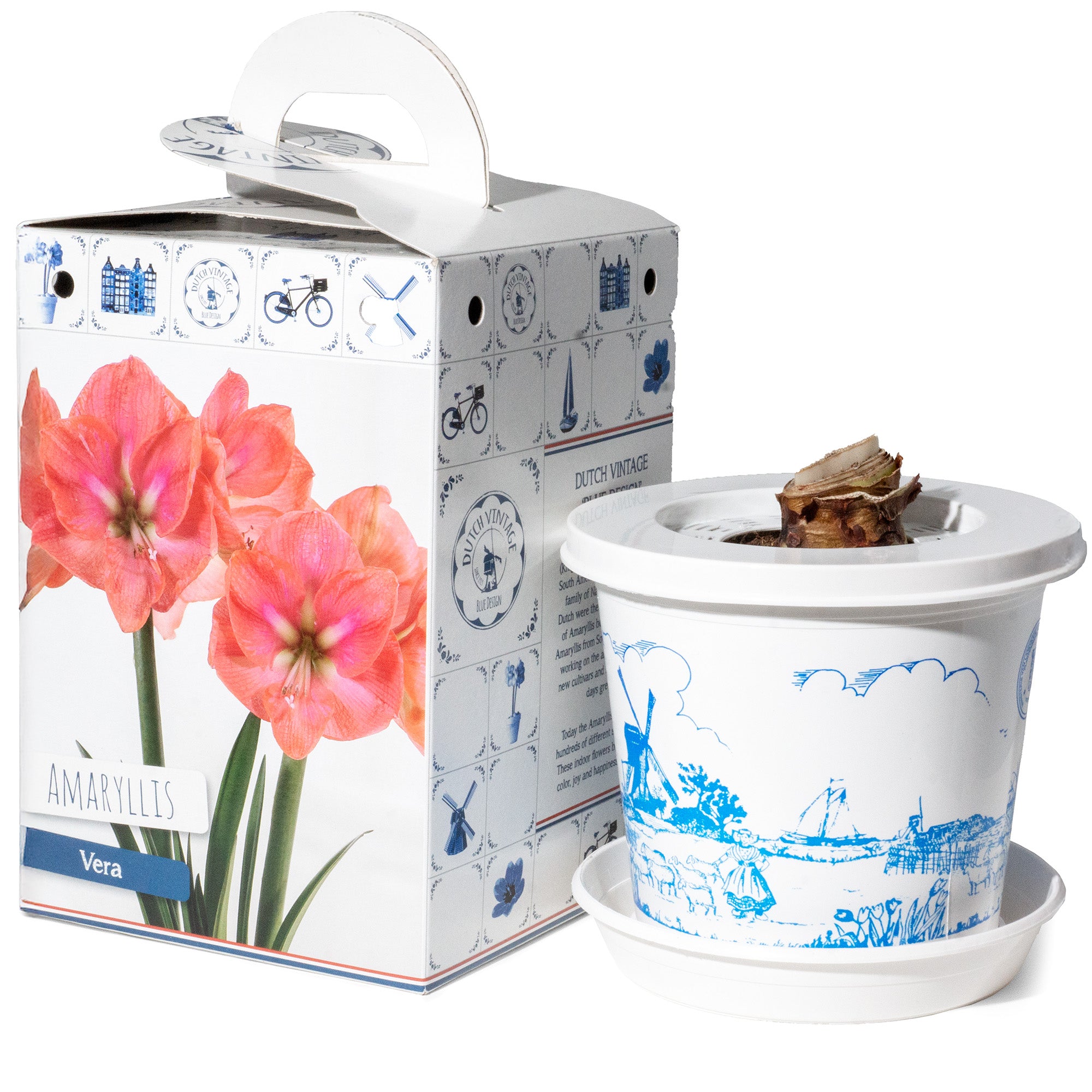 Hippeastrum/Amaryllis Vera Gift Box
