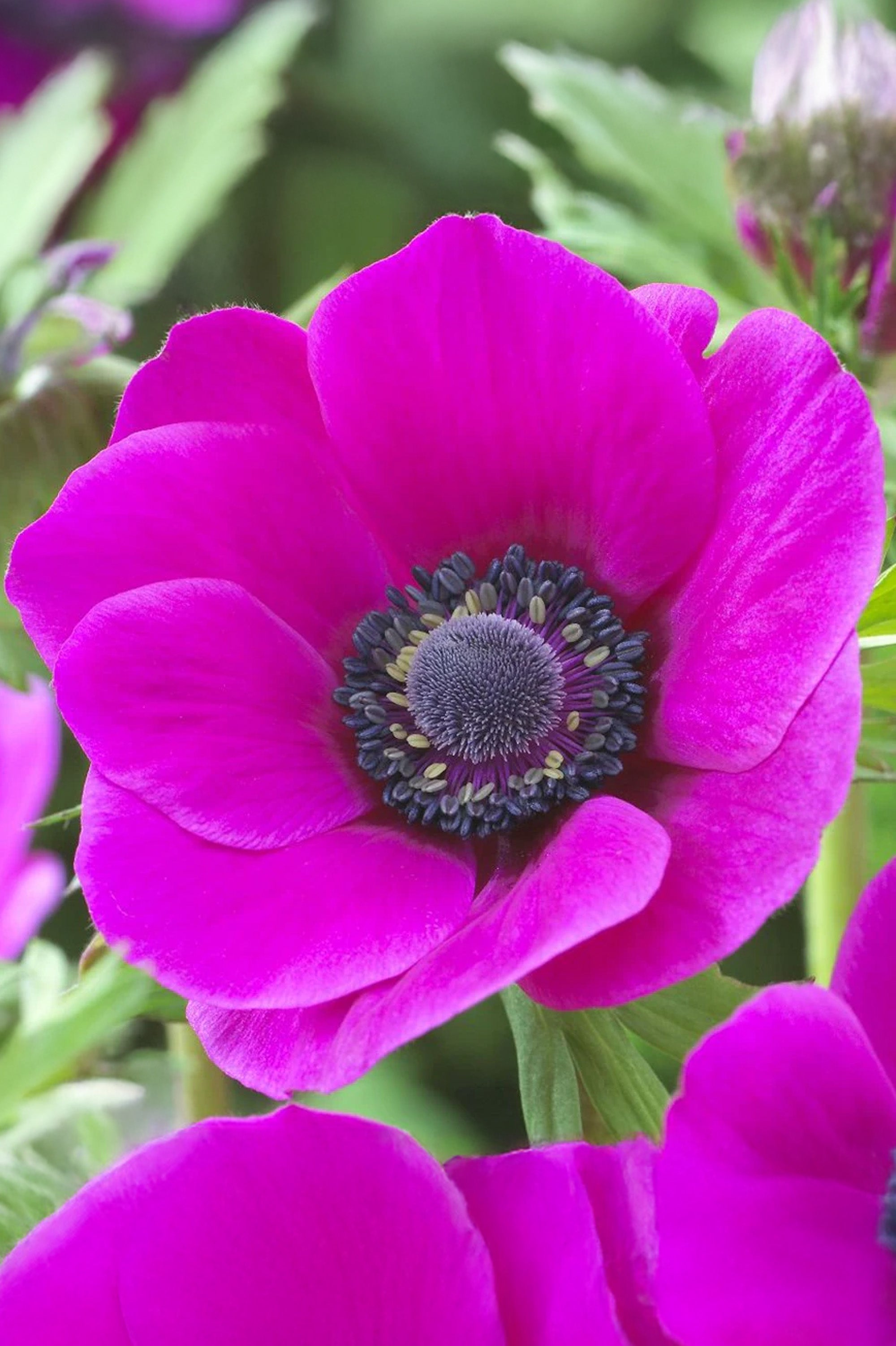 Anemone Sylphide