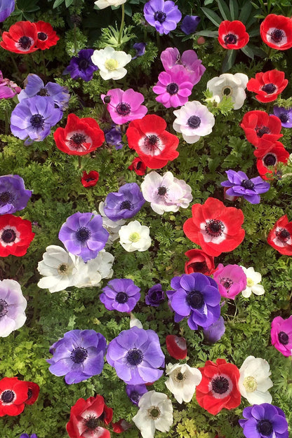 Anemone De Caen Bulbs 40 Bulbs