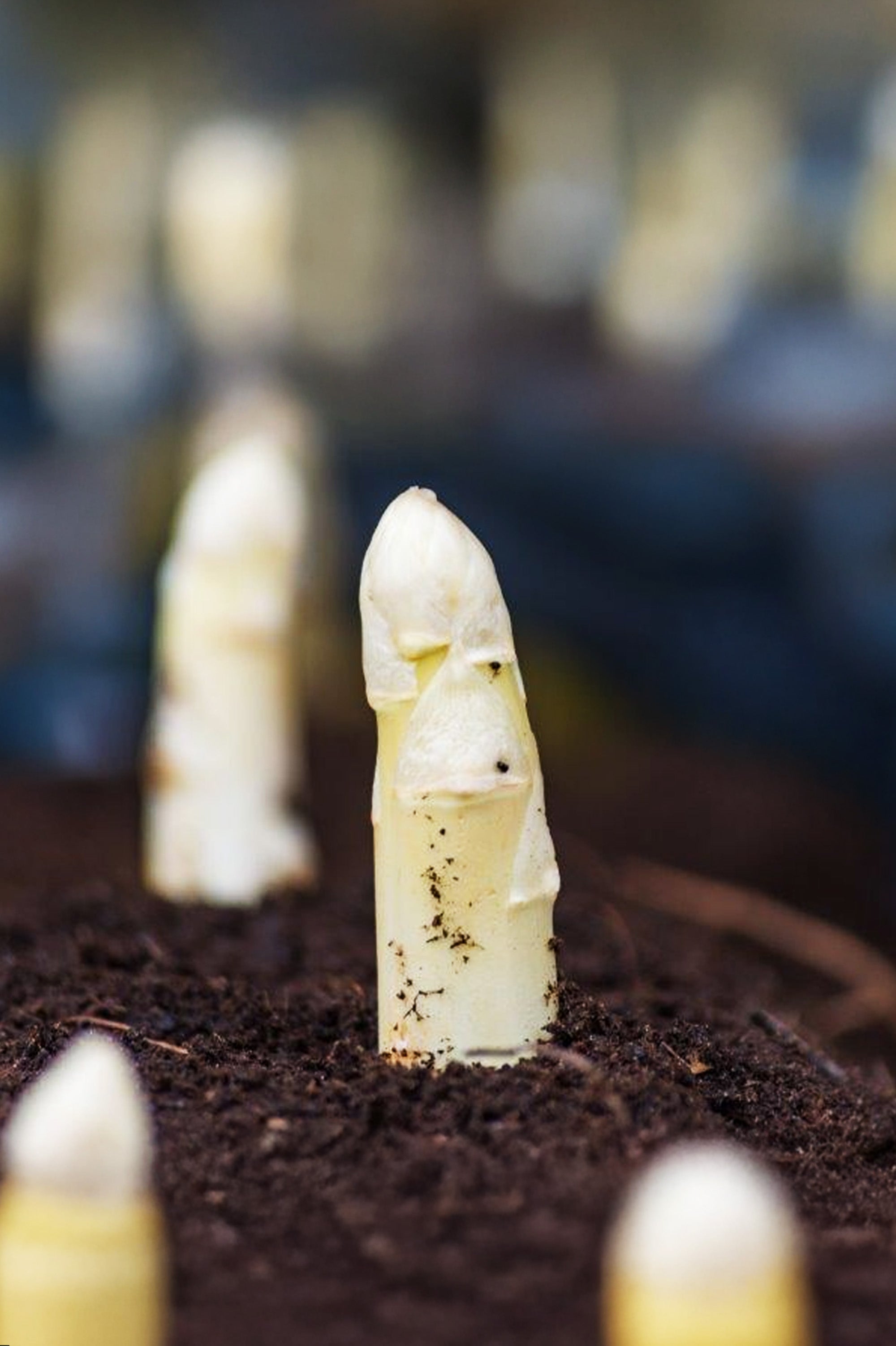 Asparagus Officinalis White