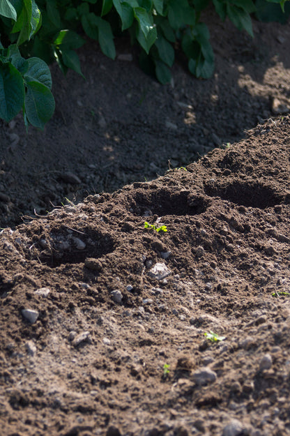 Auger Drill Bits for Planting Bulbs, Flowers, Vegetables, Potatoes, and Weed Remover - Twin Tool Pack 8x30 & 4x22cm by Jamieson Brothers