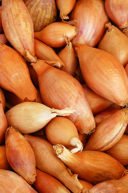 Bamberger Long Onion Sets