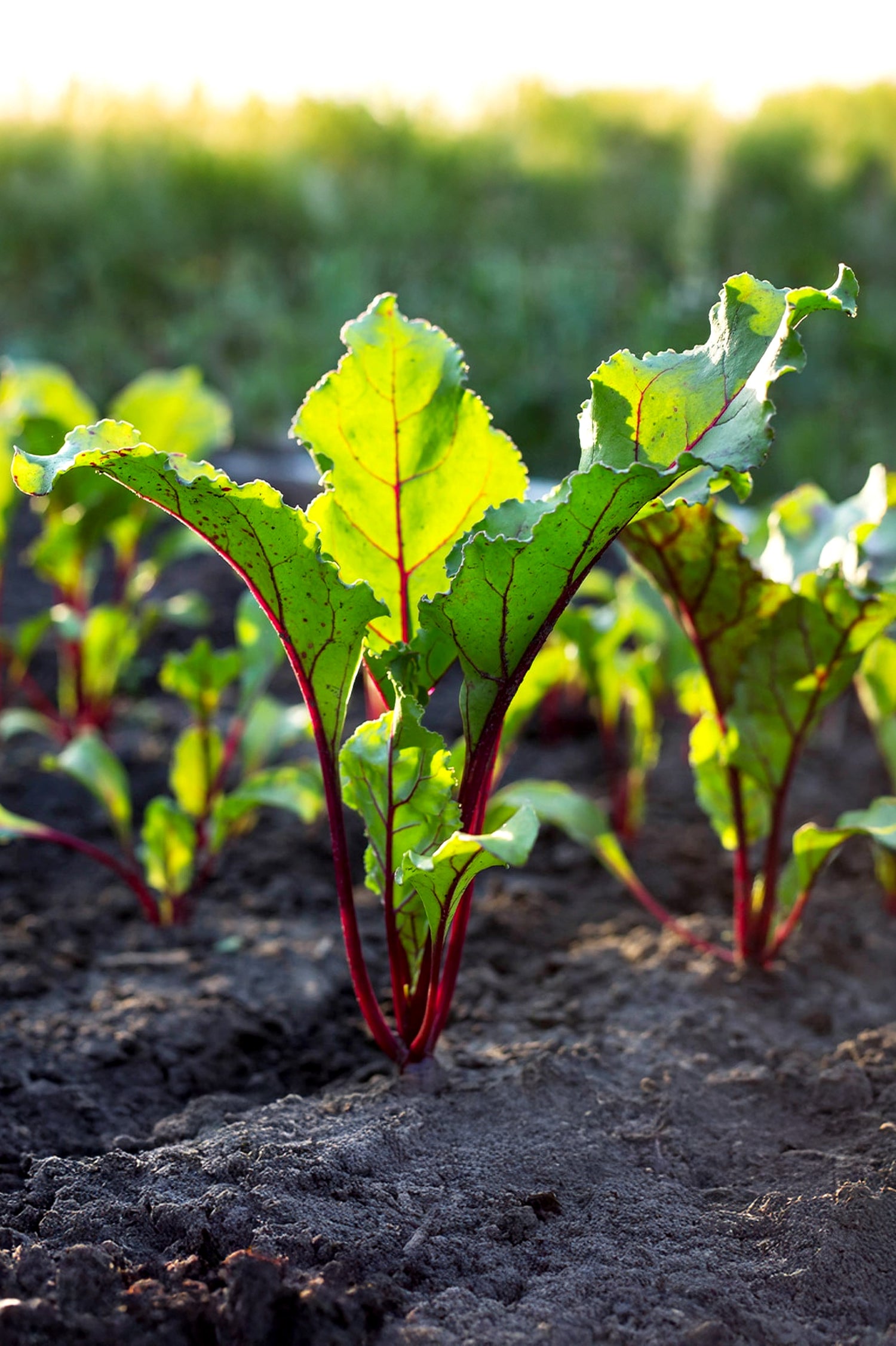 Beetroot Boltardy Seeds