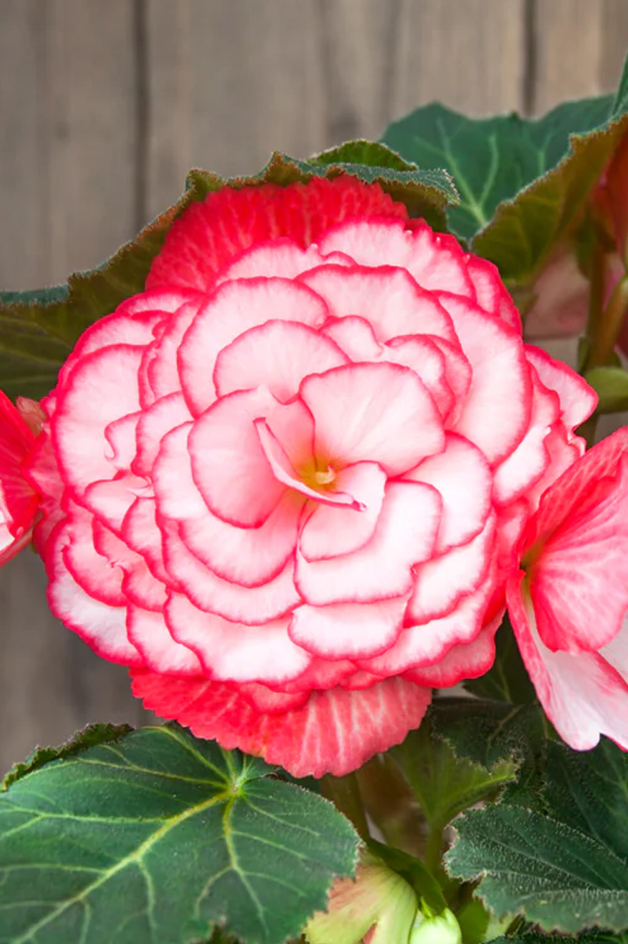 Begonia Bouton De Rose