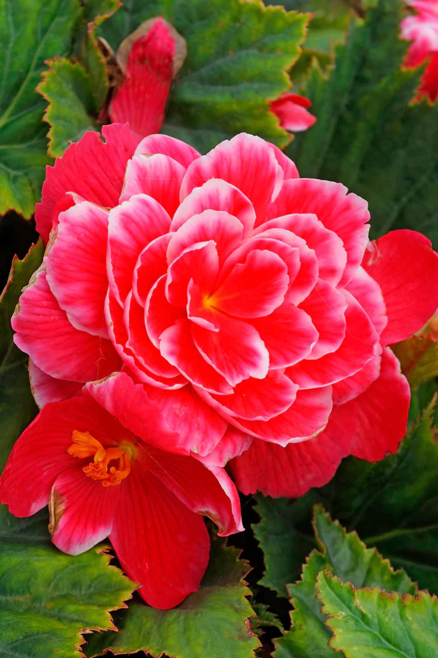 Begonia Camelia Flora