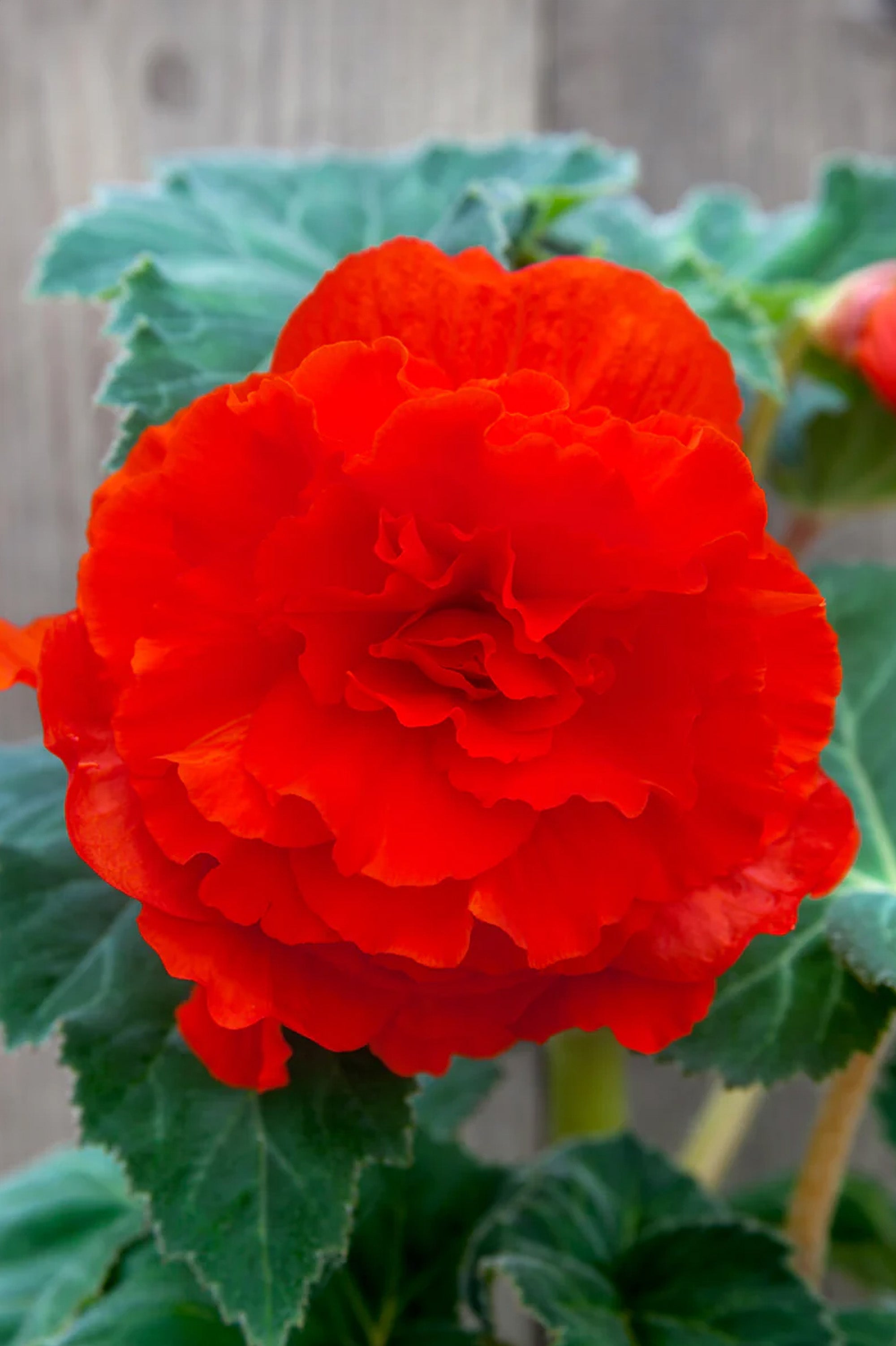Begonia Double Red