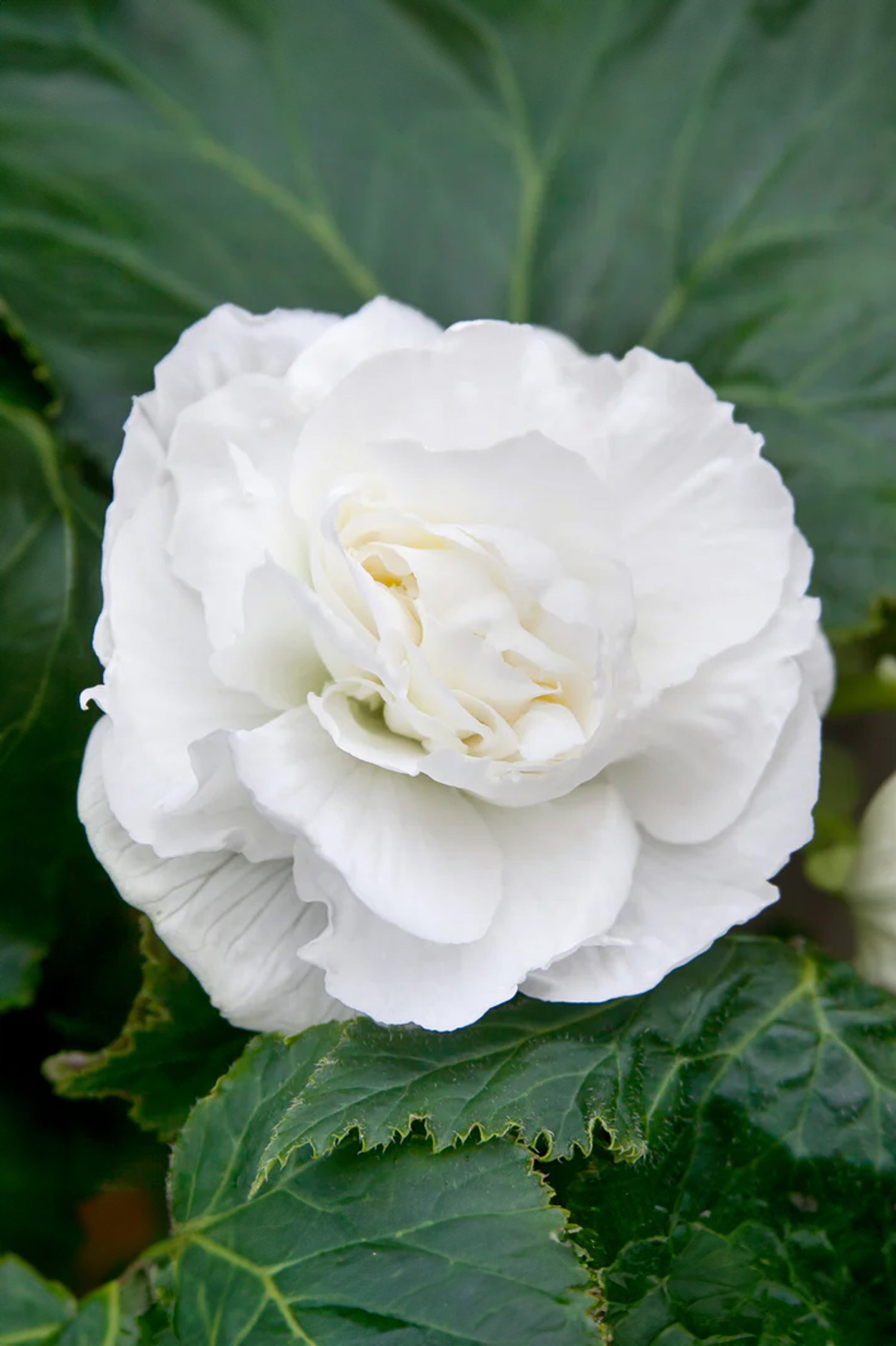 Begonia Double White