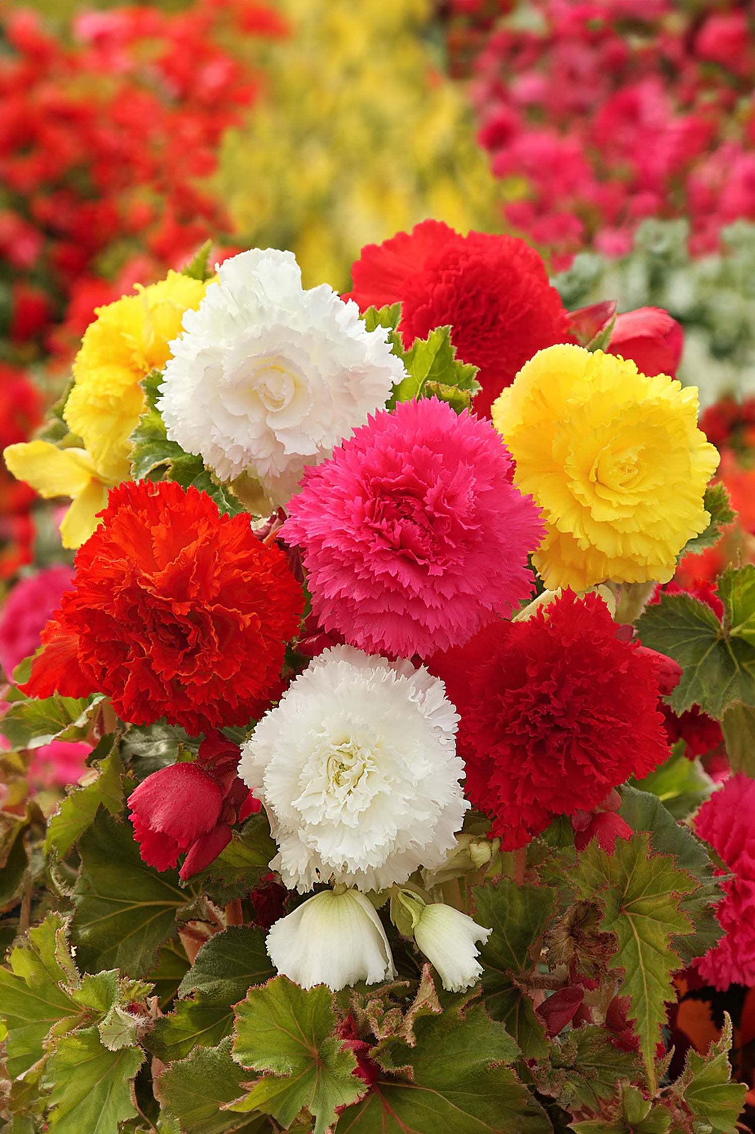 Begonia Fimbriata Mix