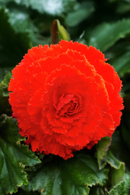 Begonia Fimbriata Red/White