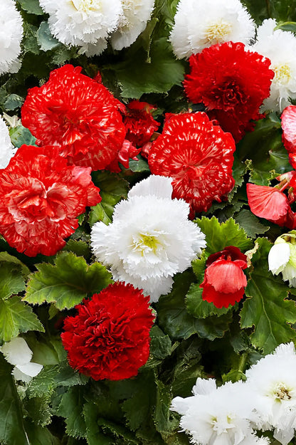 Begonia Fimbriata Red/White