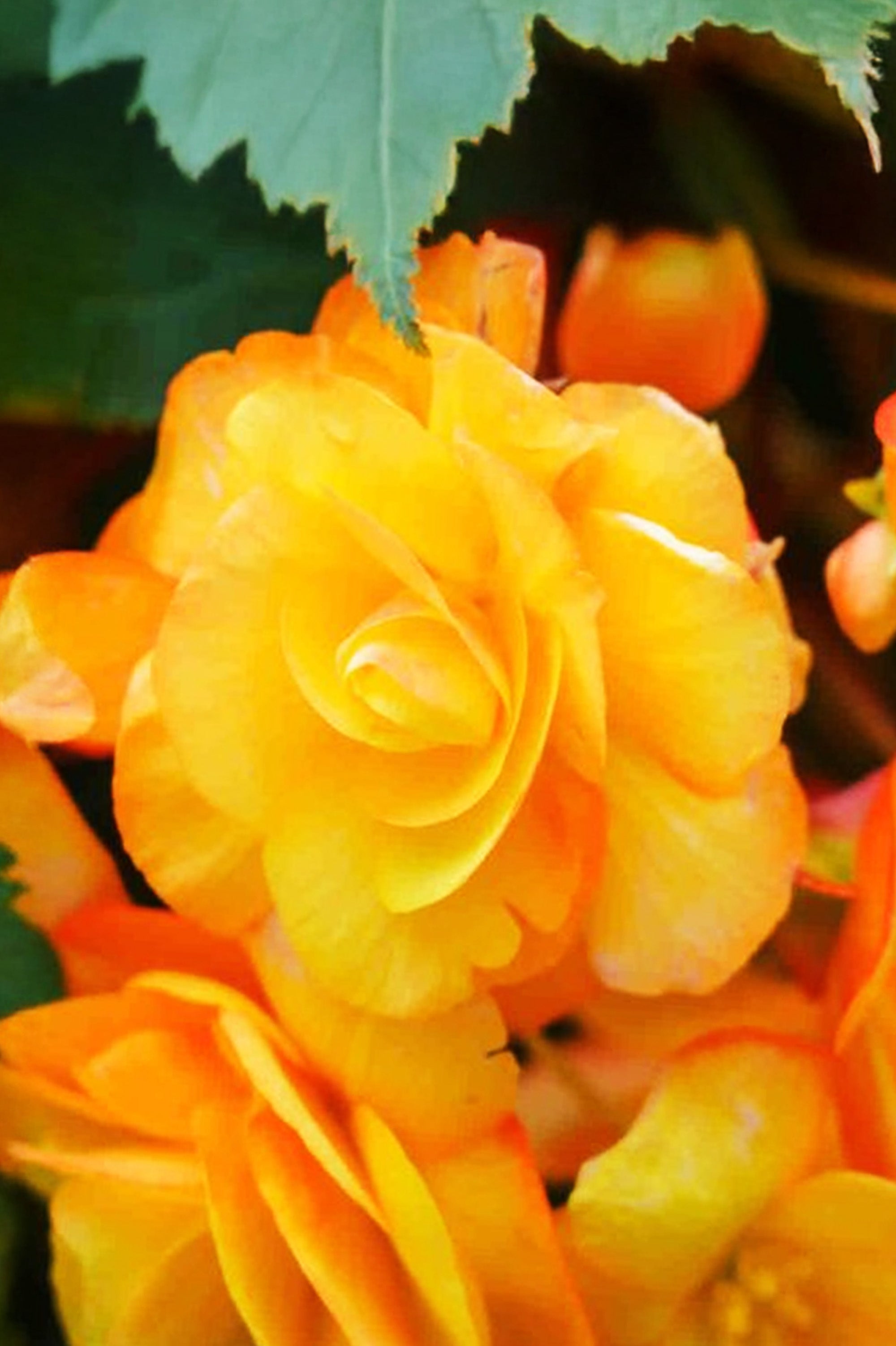 Begonia Illumination Apricot Shades