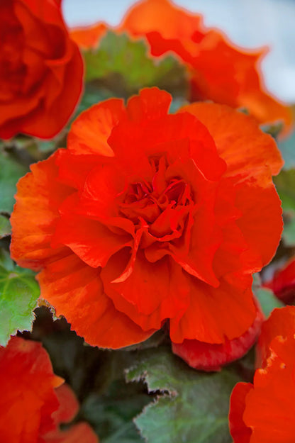 Begonia Non Stop Orange