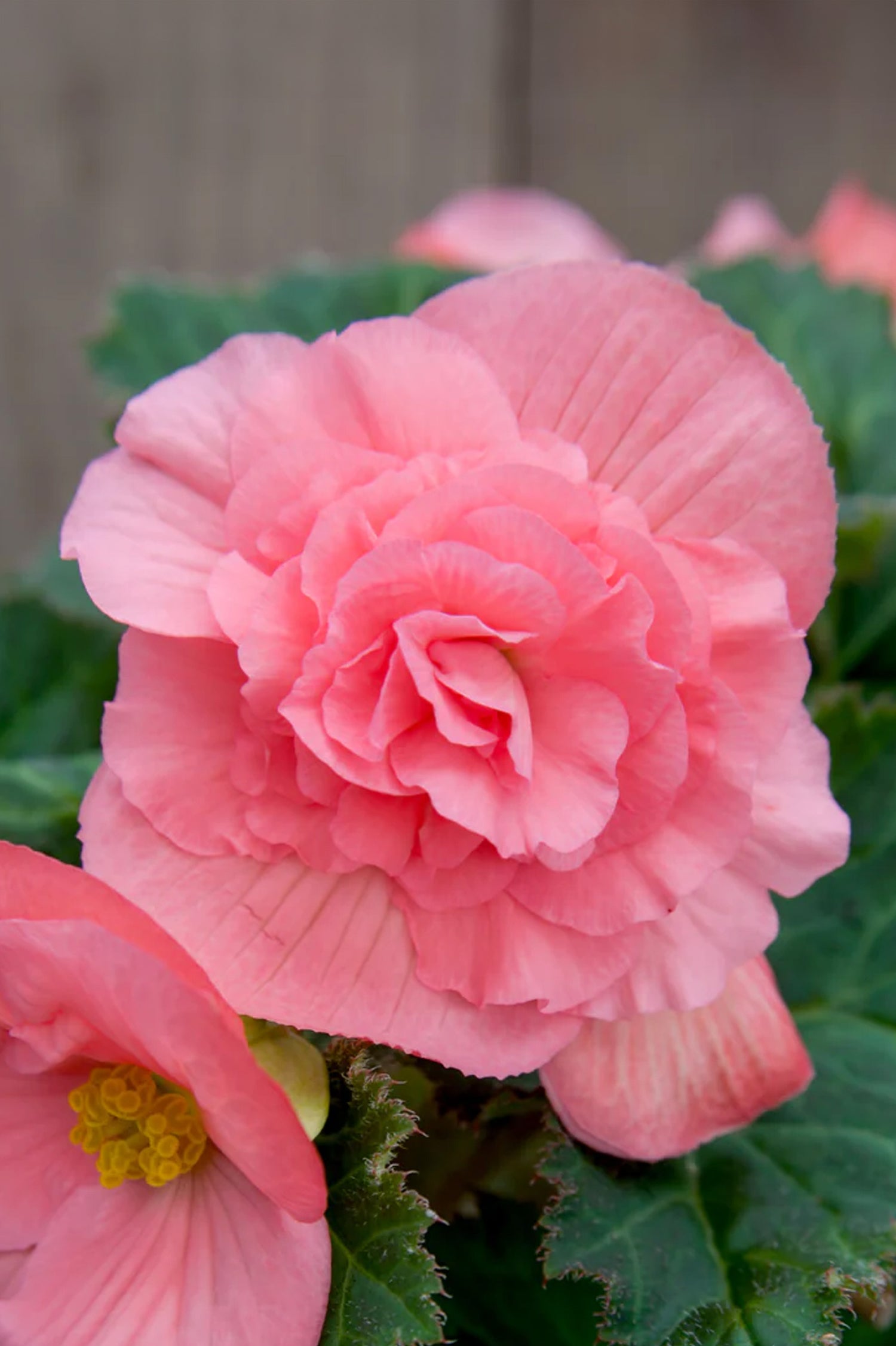 Begonia Non Stop Pink