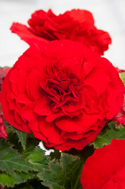 Begonia Non Stop Red