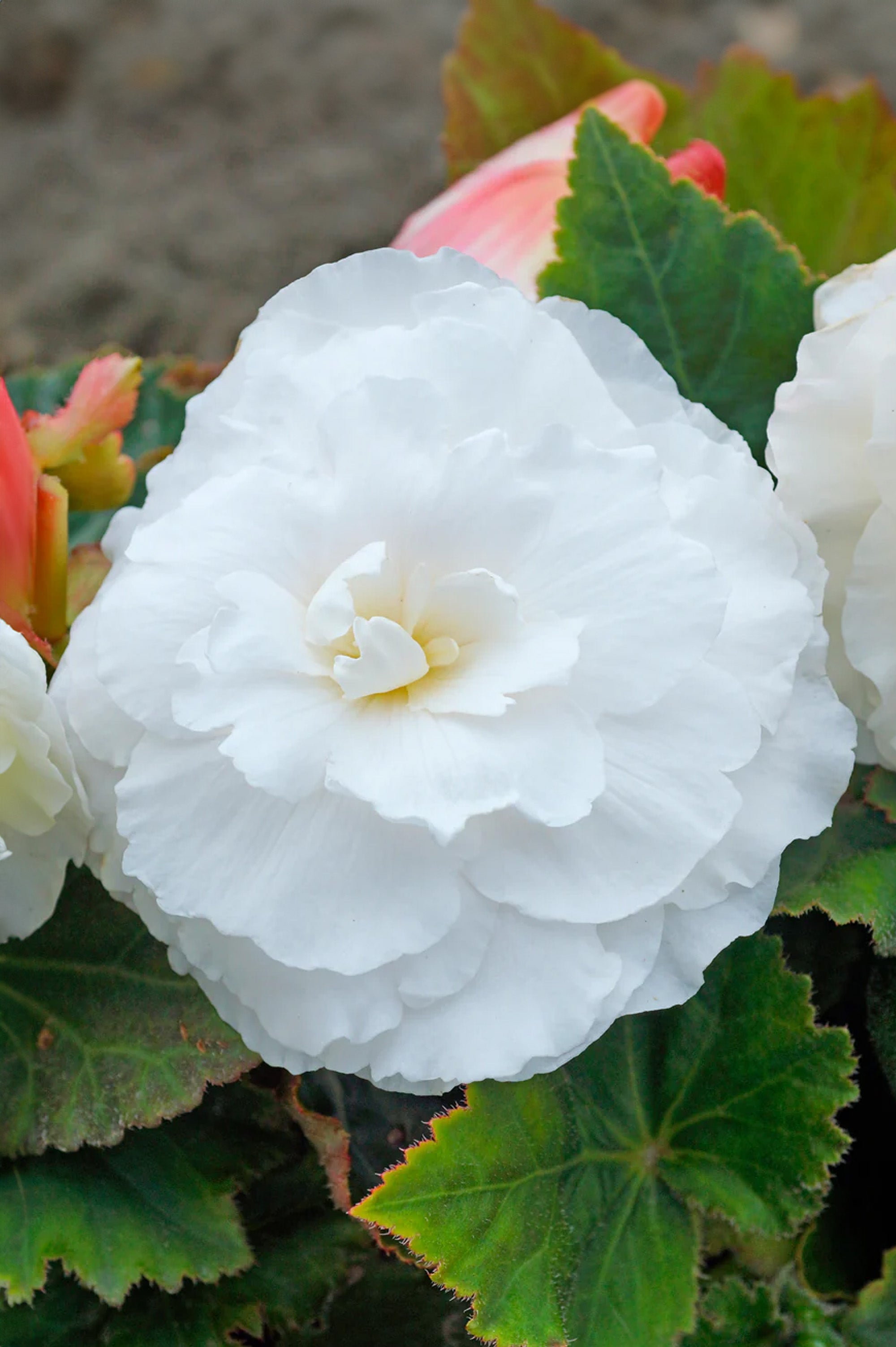 Begonia Non Stop White