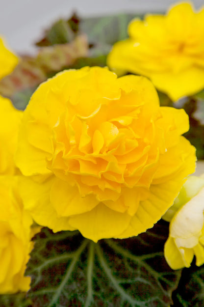 Begonia Non Stop Yellow
