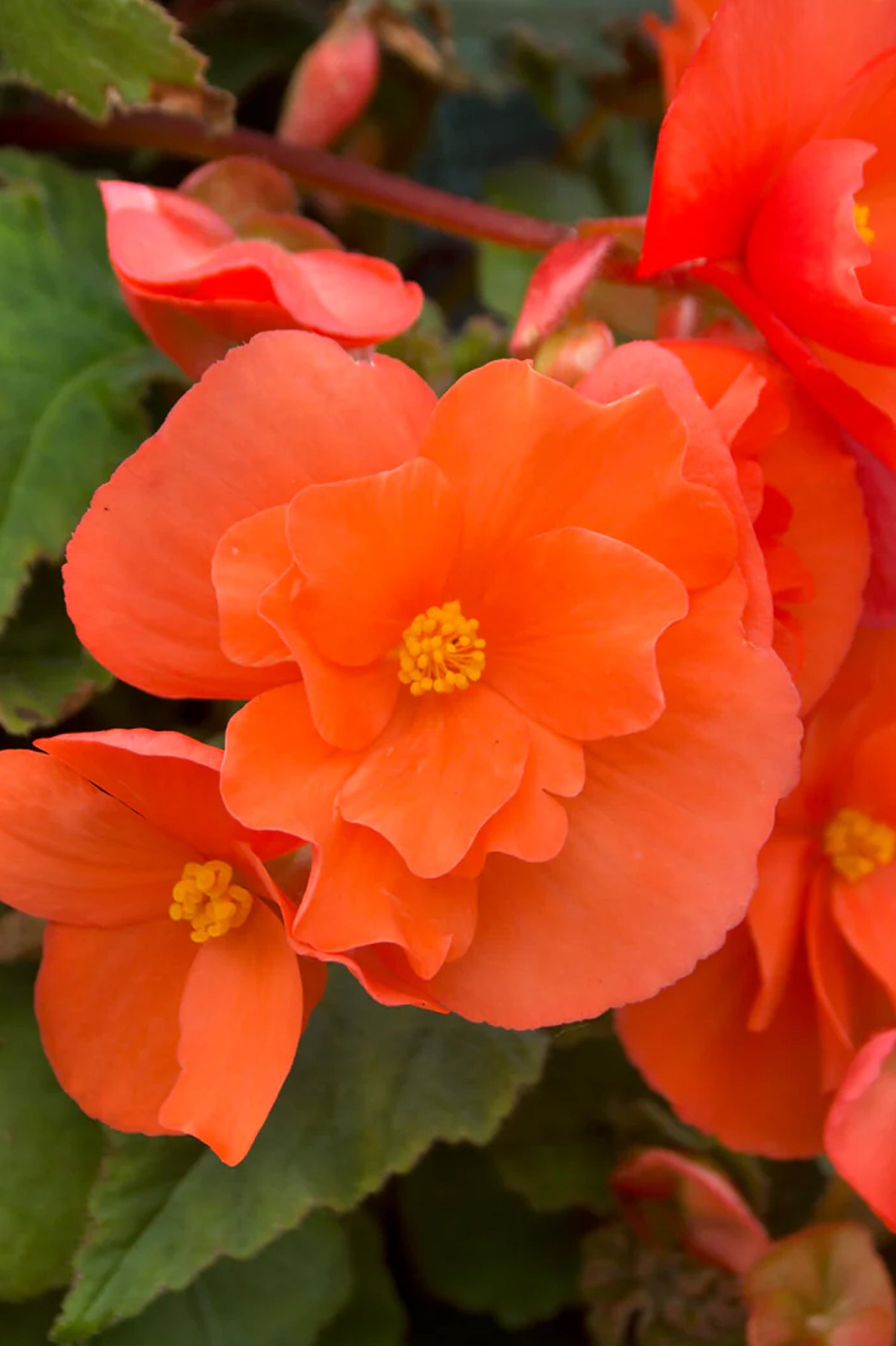 Begonia Pendula Orange