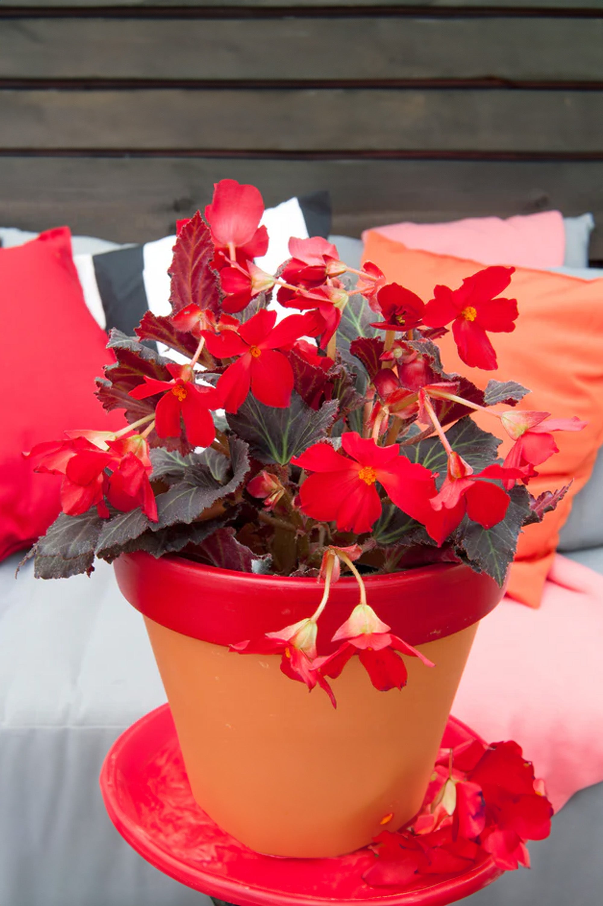Begonia Pendula Red