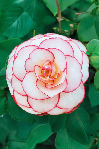 Begonia Picotee White/Red