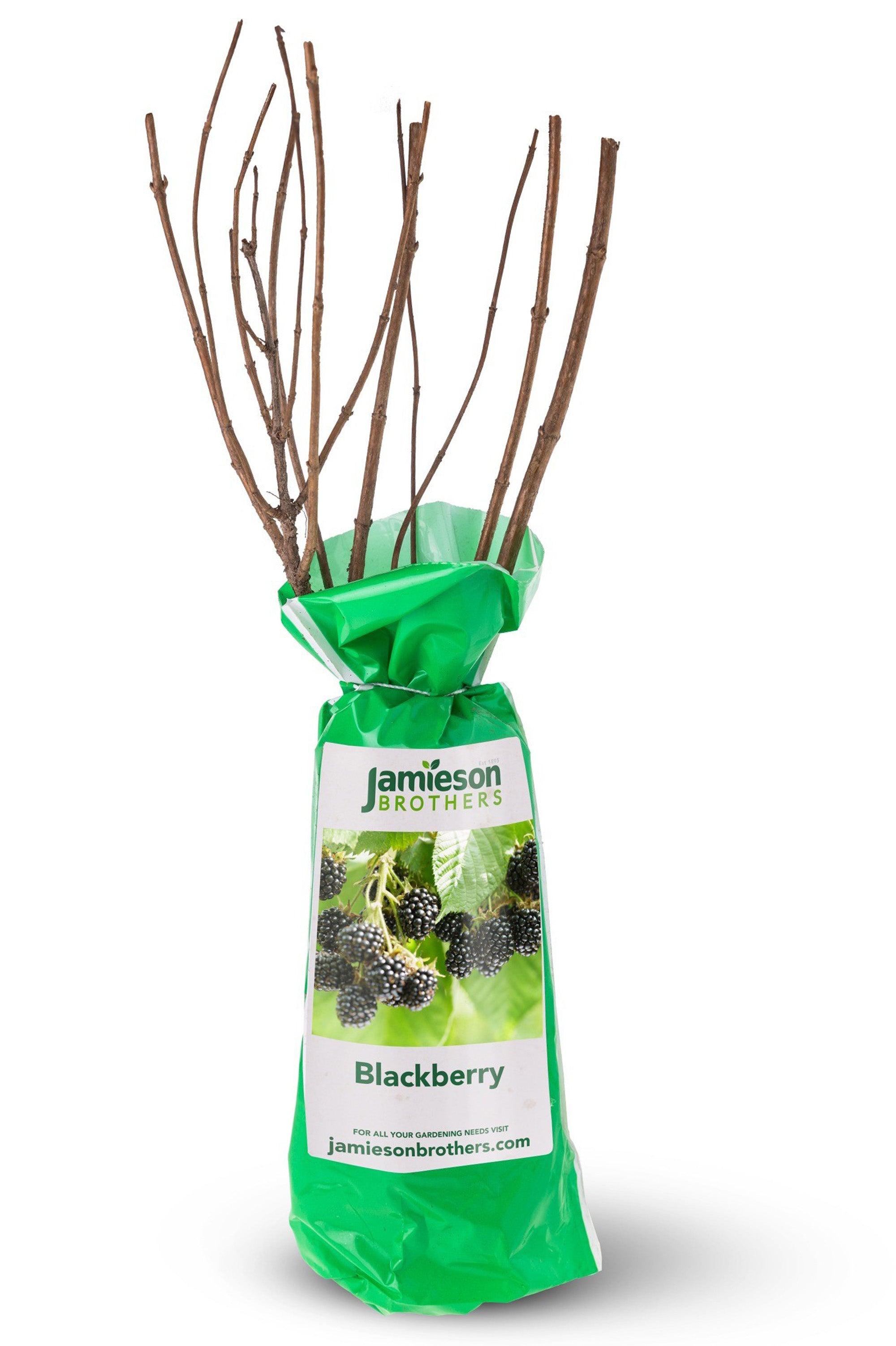 Blackberry - Spring planting bare root fruit bush/shrub by Jamieson Brothers