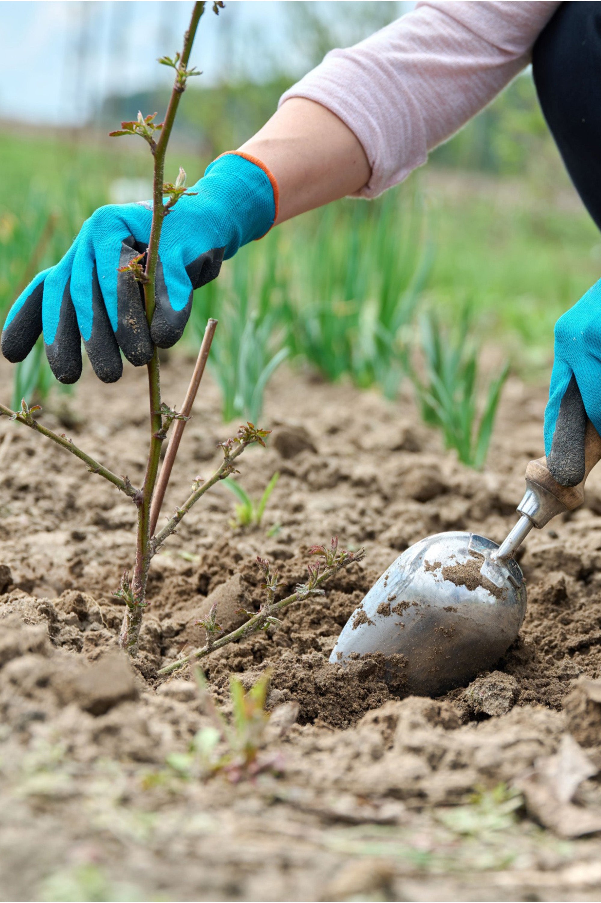Blackberry - Spring planting bare root fruit bush/shrub by Jamieson Brothers