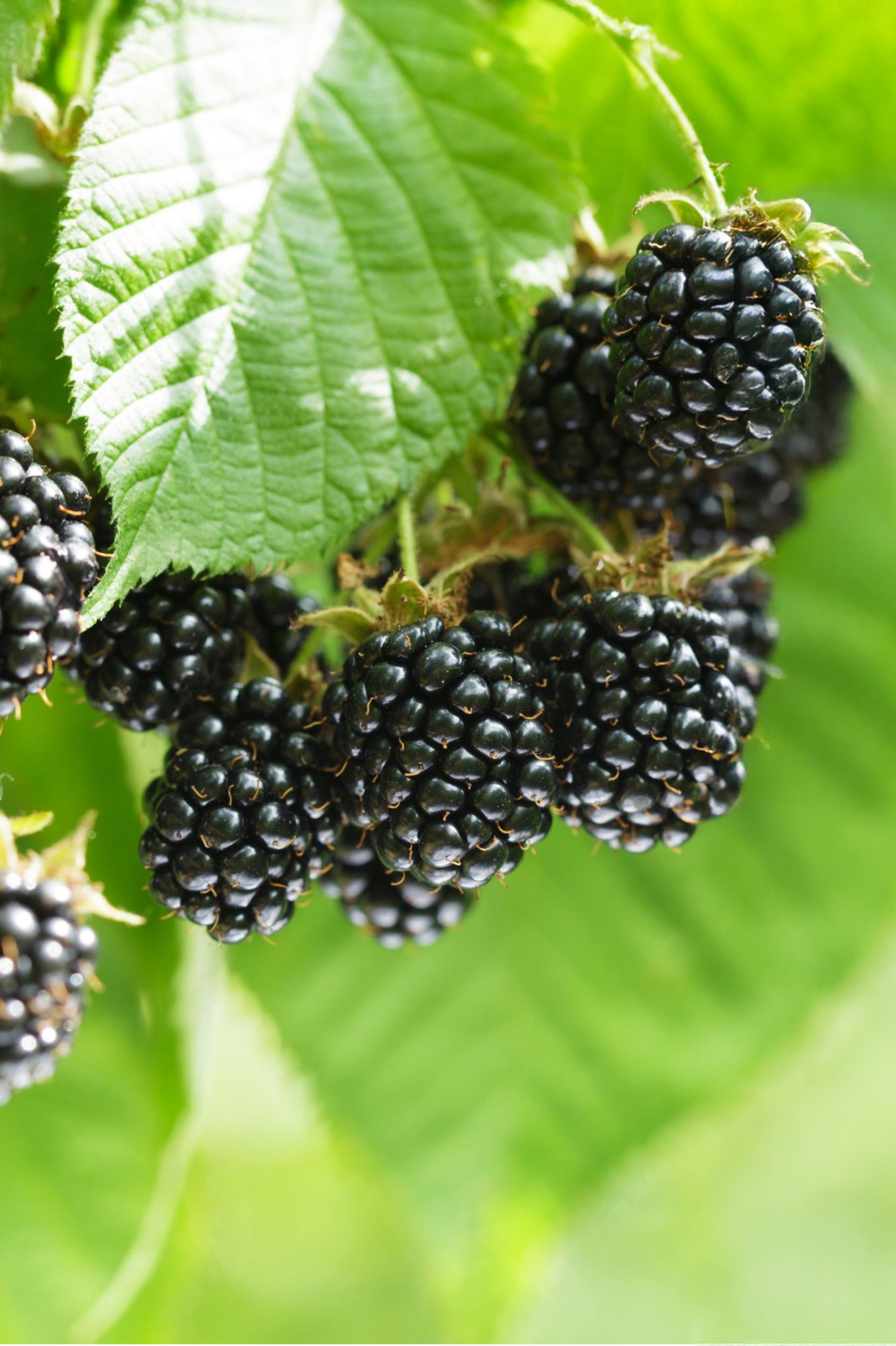 Blackberry - Spring planting bare root fruit bush/shrub by Jamieson Brothers
