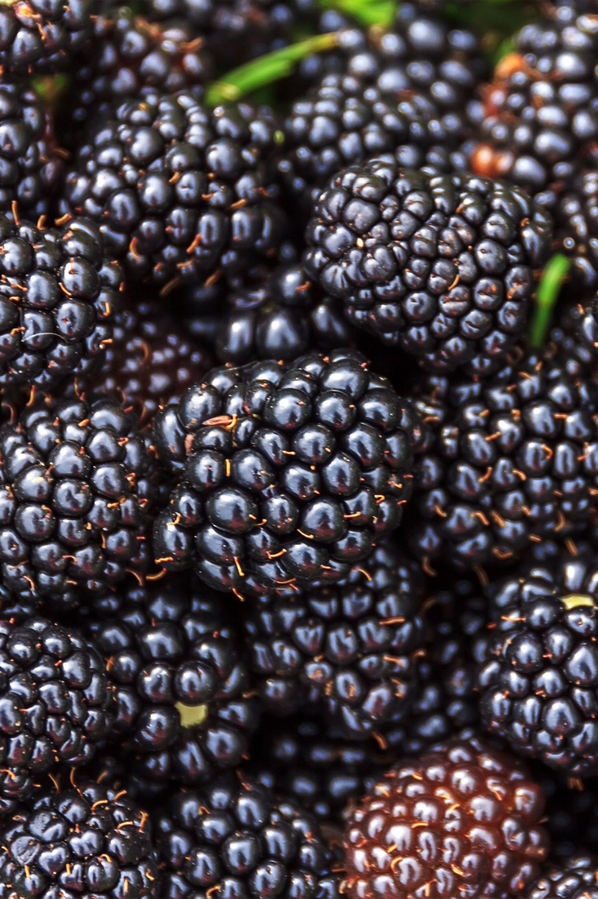 Blackberry - Spring planting bare root fruit bush/shrub by Jamieson Brothers