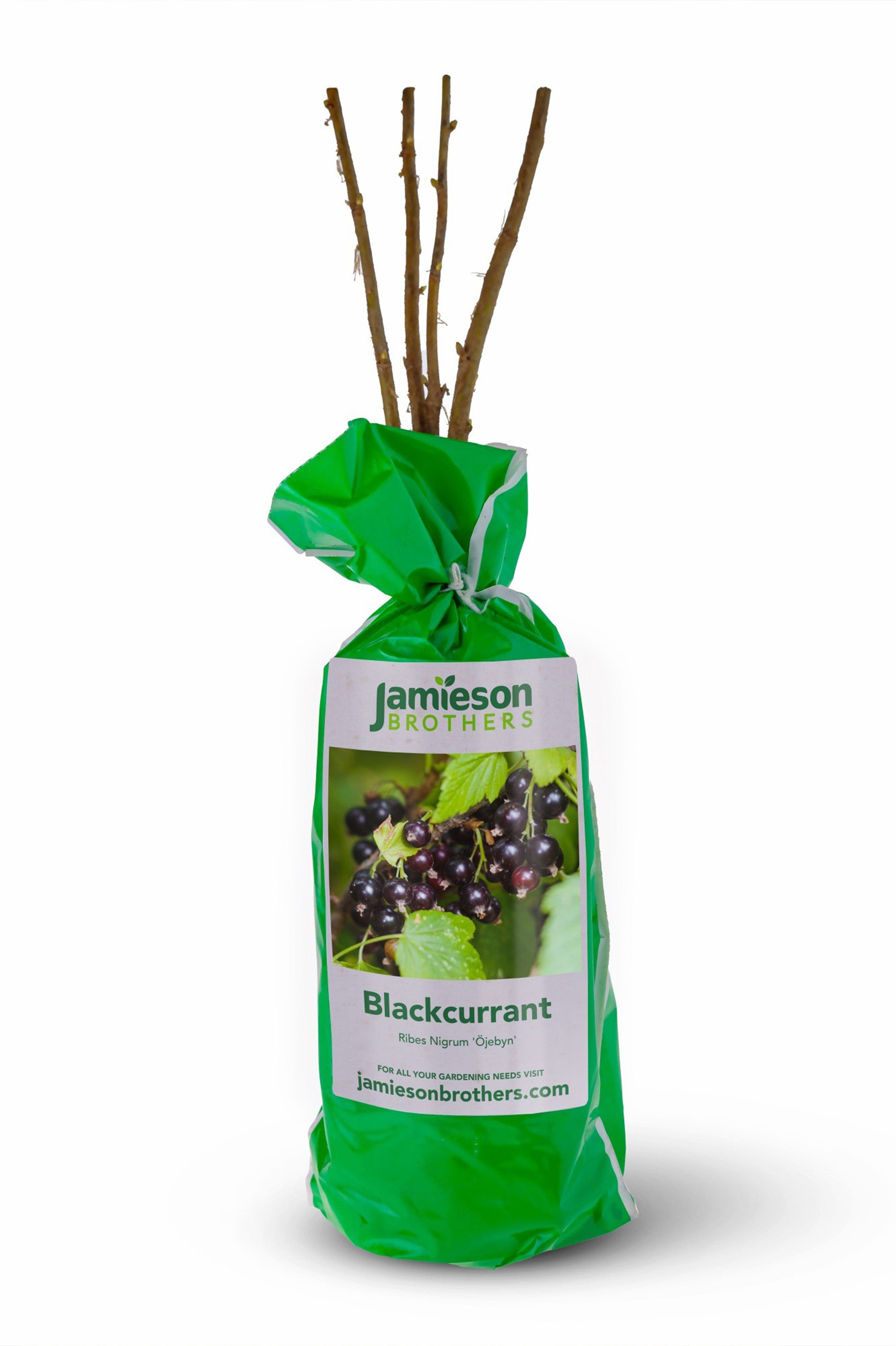Blackcurrant - Spring planting bare root fruit bush/shrub by Jamieson Brothers