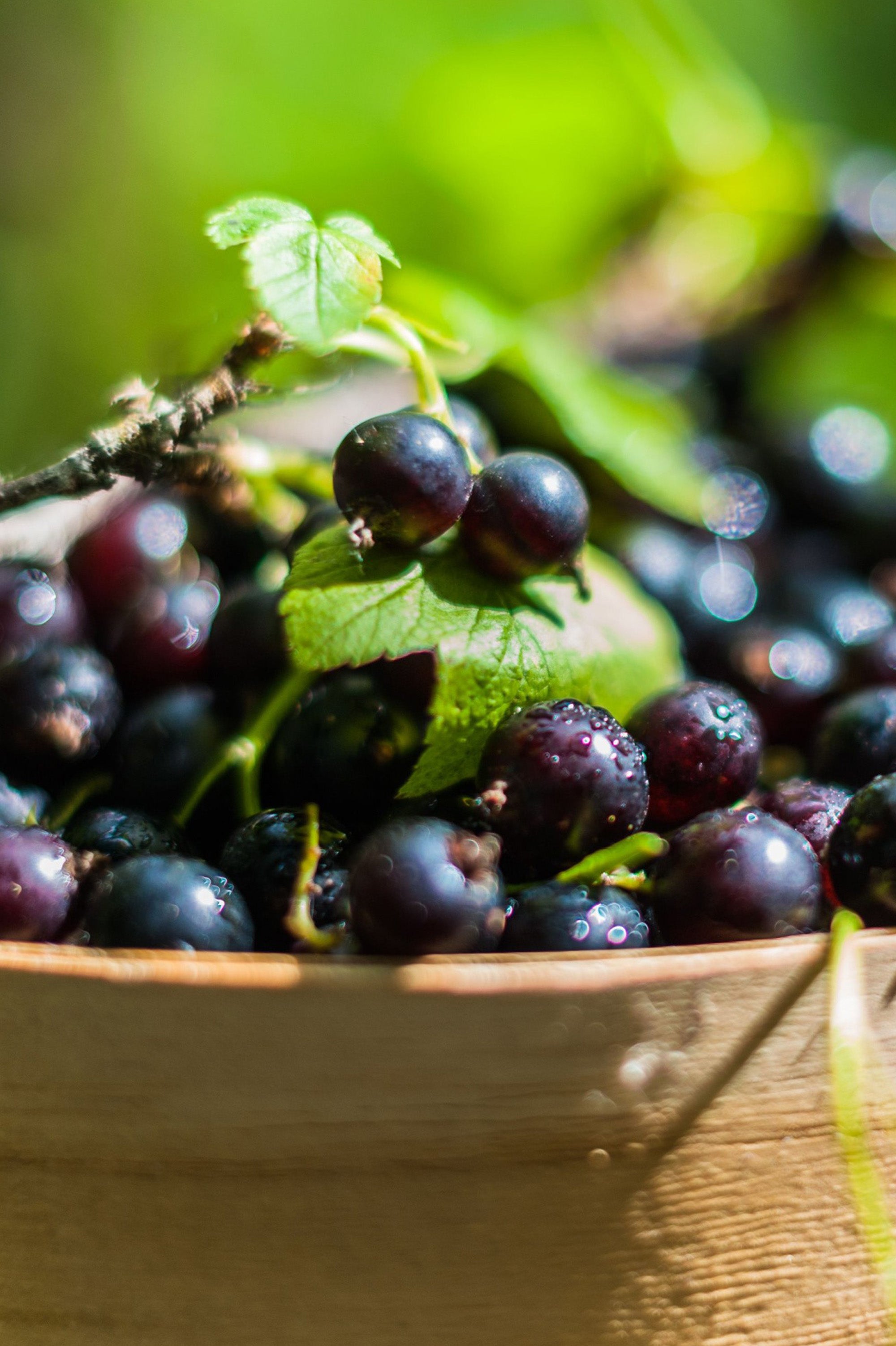 Blackcurrant - Spring planting bare root fruit bush/shrub by Jamieson Brothers