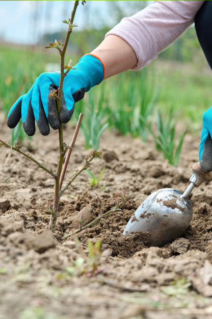 Blackcurrant - Spring planting bare root fruit bush/shrub by Jamieson Brothers