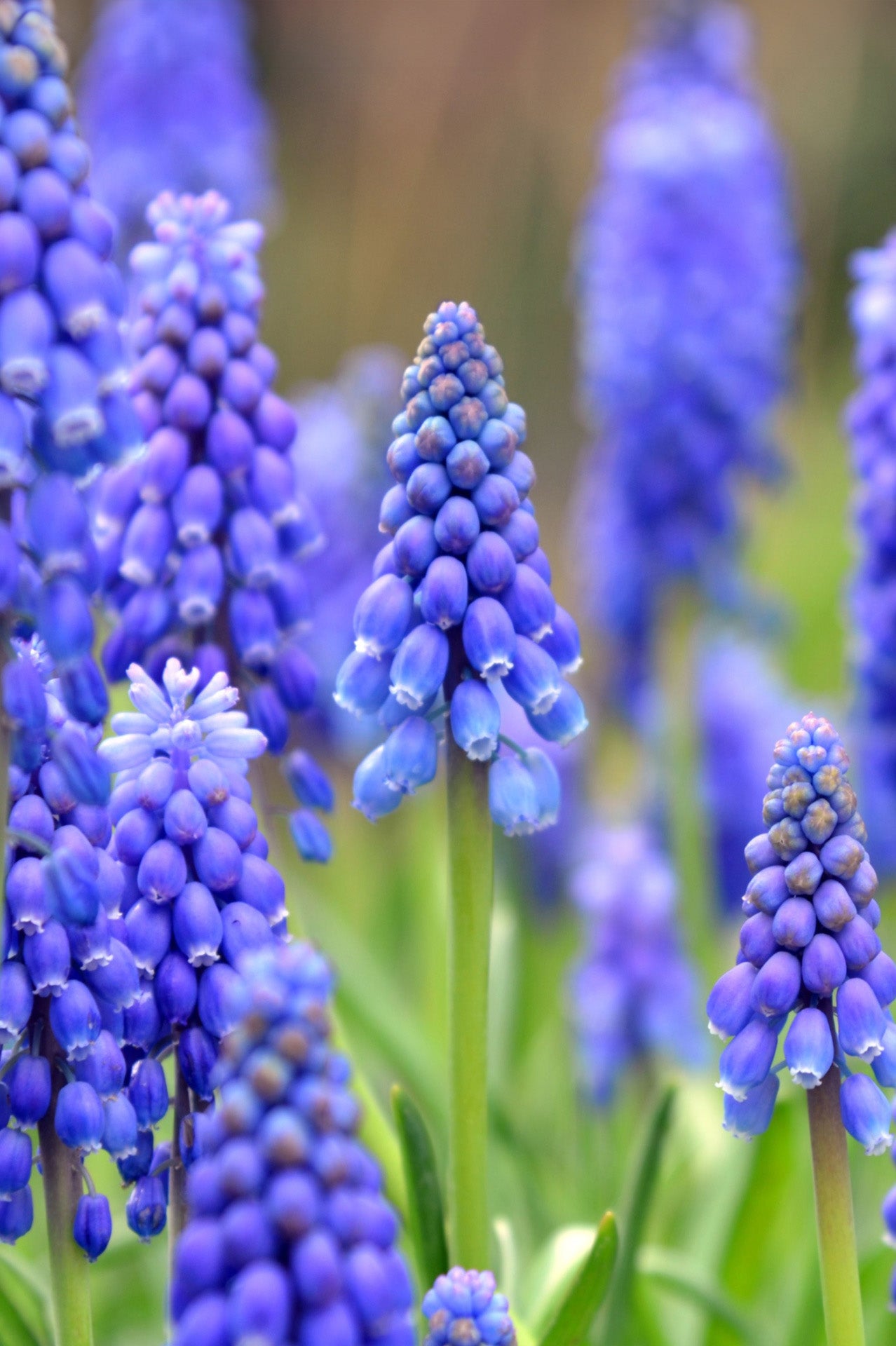 Muscari Bulbs  - Blue Blends (40 bulbs) by Jamieson Brothers