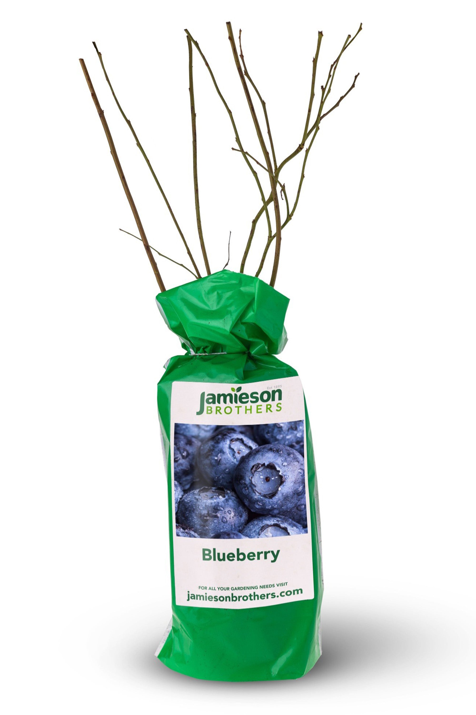Blueberry - Spring planting bare root fruit bush/shrub by Jamieson Brothers