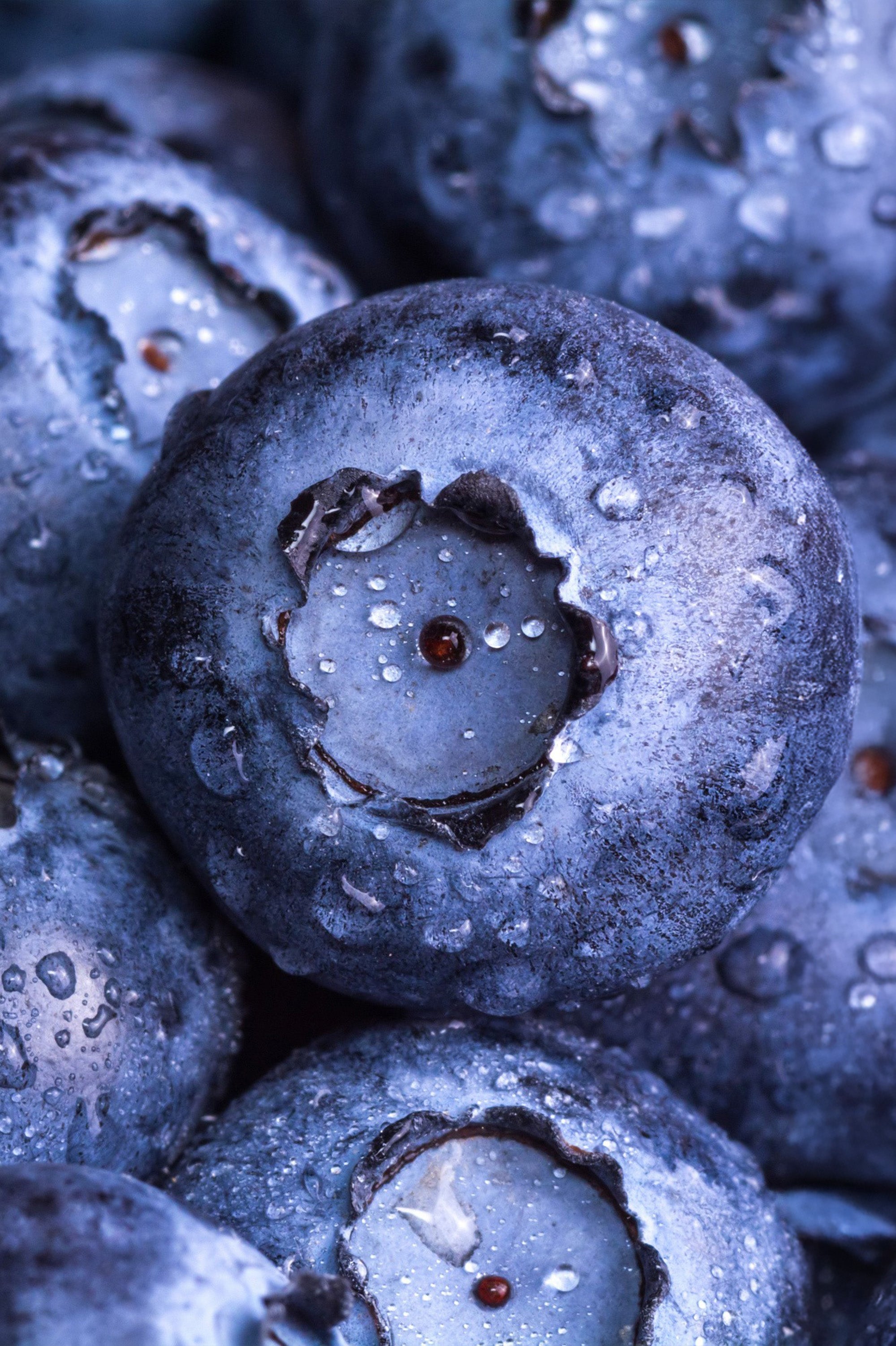 Blueberry - Spring planting bare root fruit bush/shrub by Jamieson Brothers