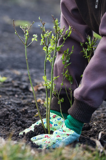 Blueberry - Spring planting bare root fruit bush/shrub by Jamieson Brothers