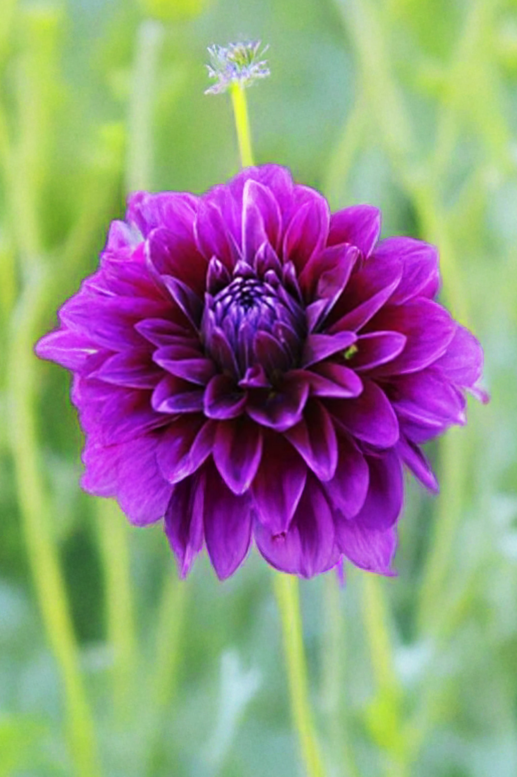 Bouquet Flowering - Purple Dahlia Box