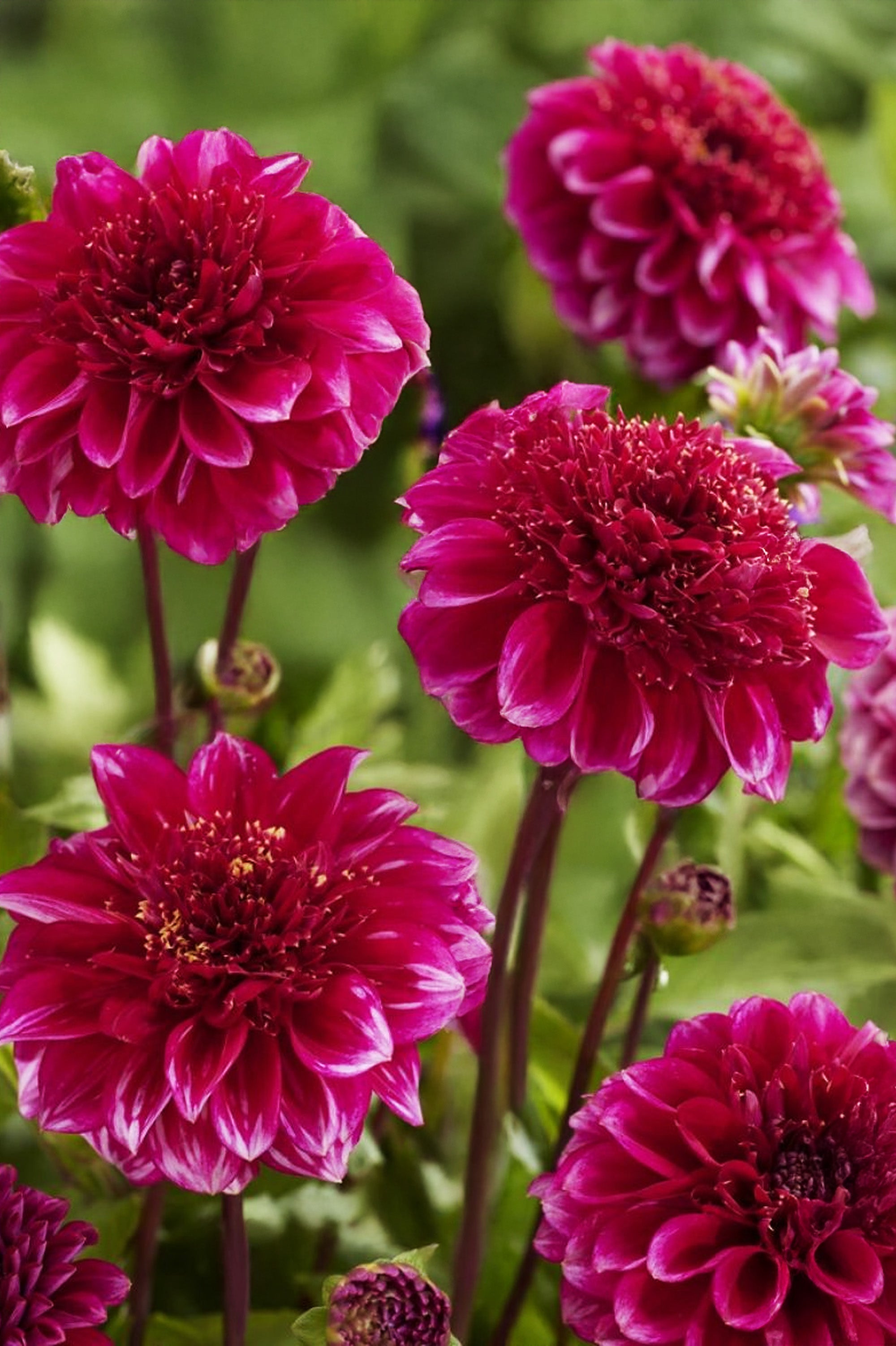 Bouquet Flowering - Purple Dahlia Box