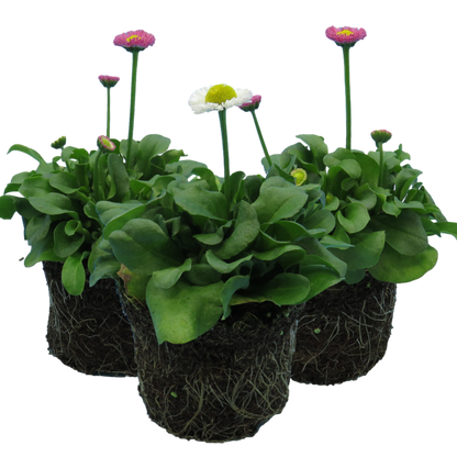 Bellis Assorted