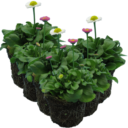 Bellis Assorted