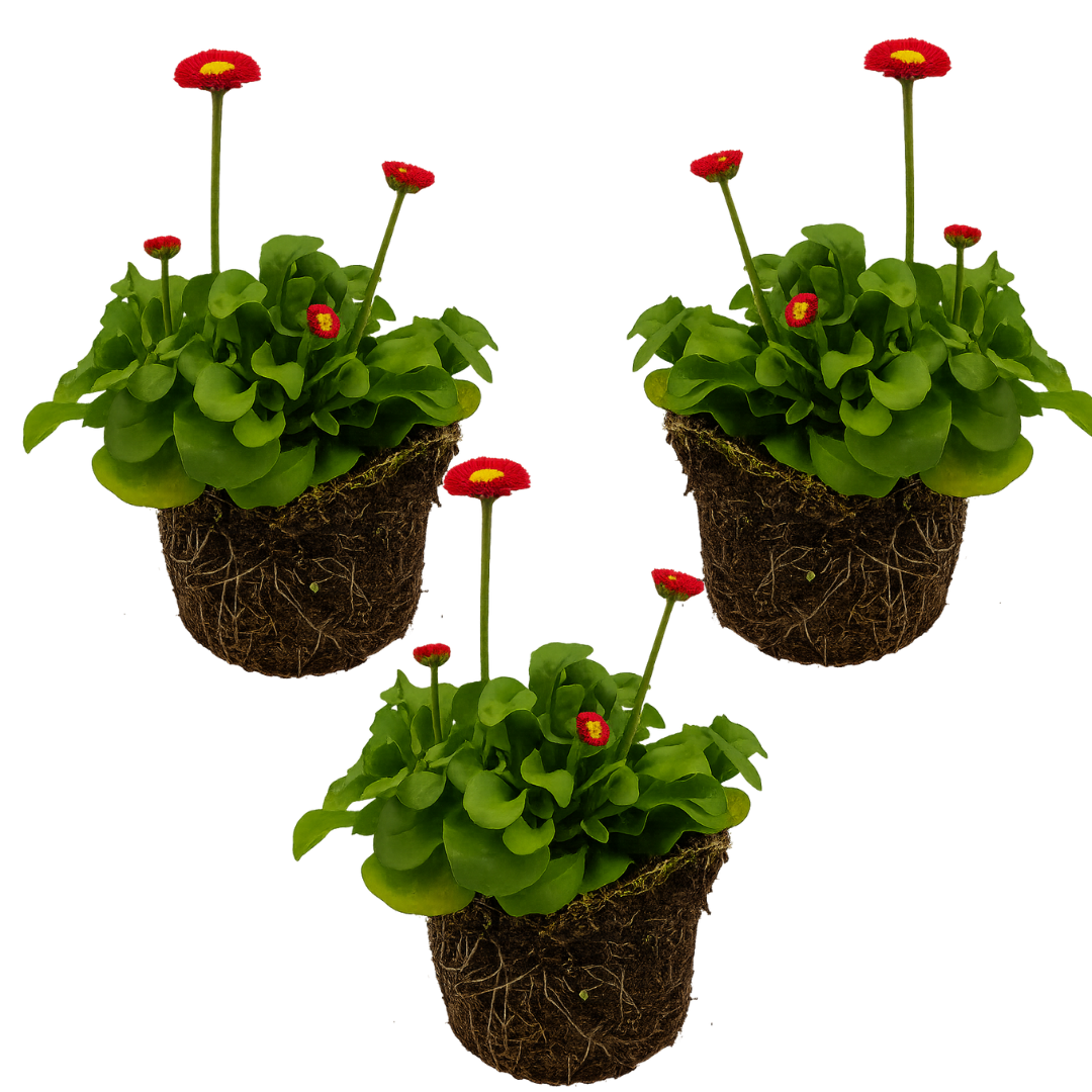 Bellis Red