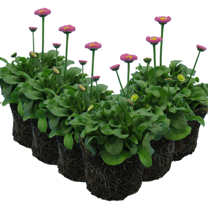 Bellis Rose