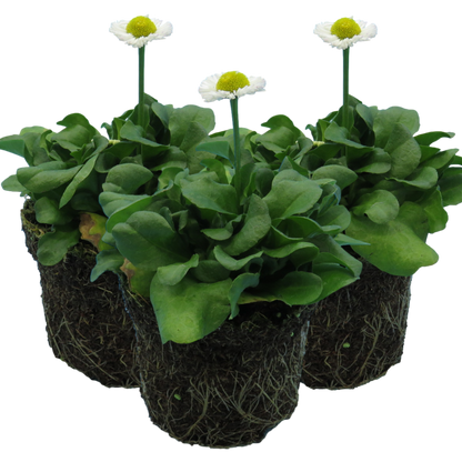 Bellis White