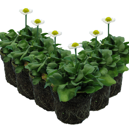Bellis White