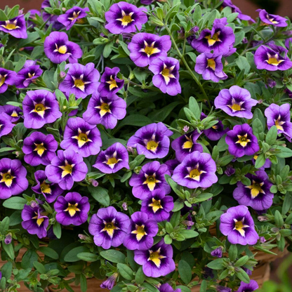 Set of 3 or 6 Large Plants - Calibrachoa Bumble Bee Blue, Outdoor Garden Ready