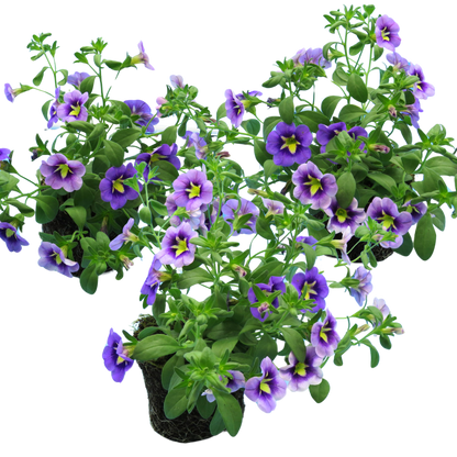 Set of 3 or 6 Large Plants - Calibrachoa Bumble Bee Blue, Outdoor Garden Ready